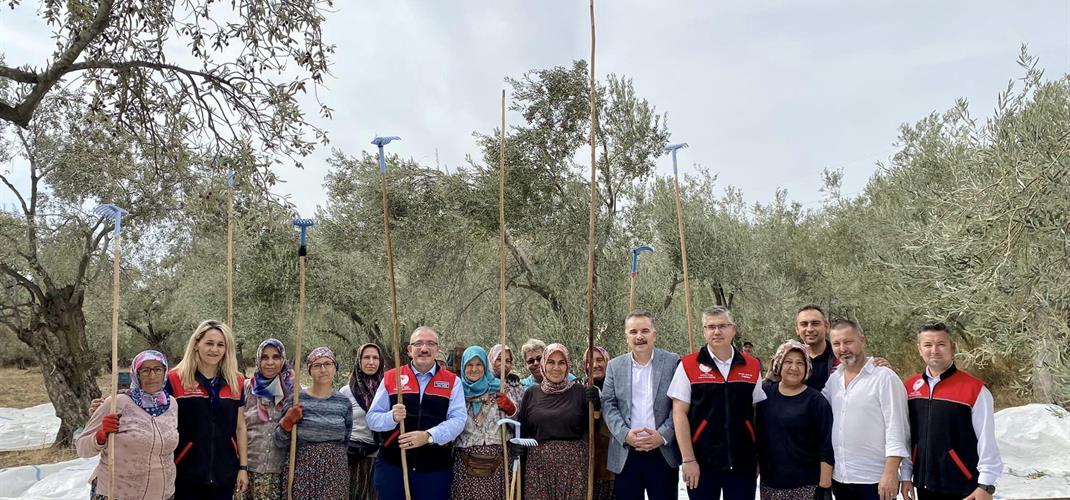 ​Kazdağlarının Eteklerinde Zeytin Hasadı Devam Ediyor