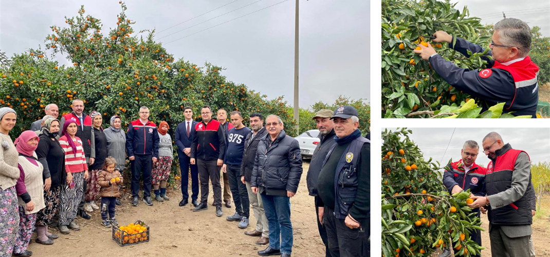 Coğrafi İşaretli Havran Mandalinasında (Satsuma) Hasat Mesaisi Başladı.