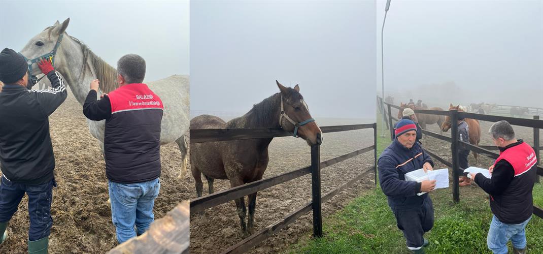 Hayvan sağlığını korumaya yönelik çalışmalarımız aralıksız sürdürülmektedir...