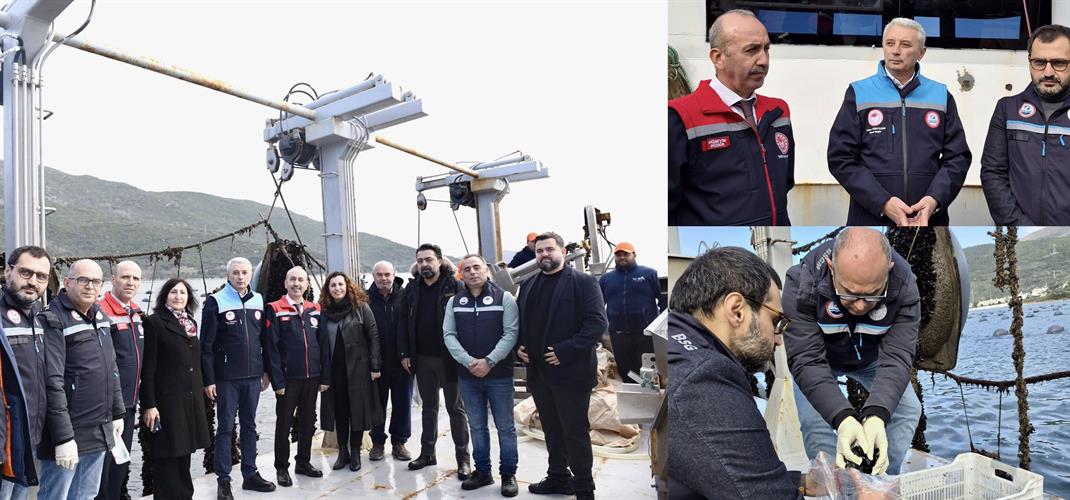 Balıkesir, Midye Üretim Kapasitesiyle Türkiye’de Lider Konumda