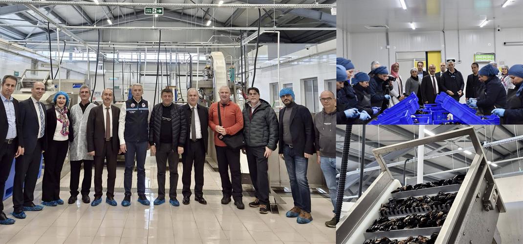 İl Müdürümüz Dr. Hüseyin Düzgün ve Bakanlığımız Balıkçılık ve Su Ürünleri Genel Müdürü Turgay Türkyılmaz, midye üretim kapasitesiyle Türkiye’de lider konumda bulunan Balıkesir’de faaliyet gösteren midye işleme tesislerini ziyaret etti