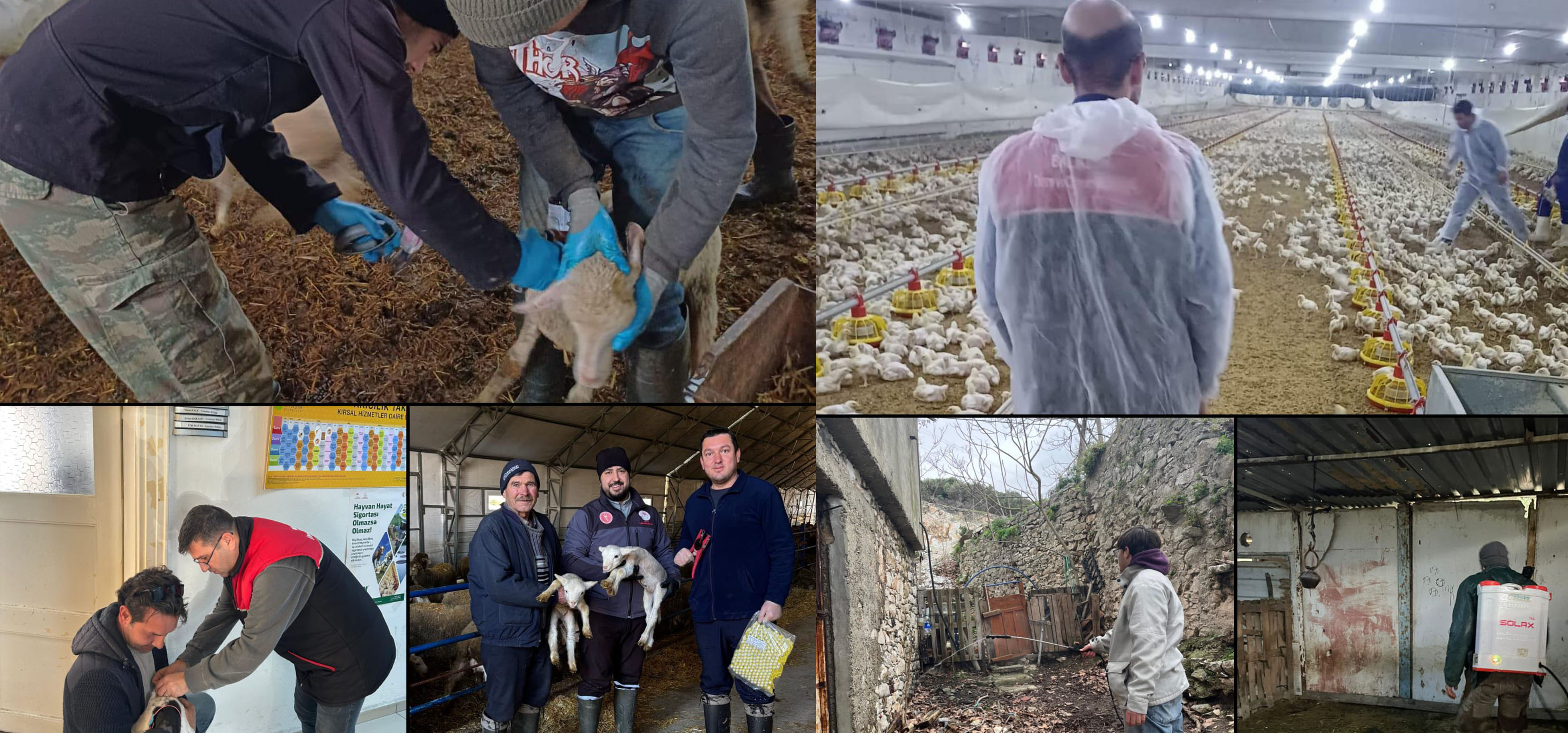 Büyükbaş, Küçükbaş ve Kanatlı Üretimi Genelinde Hayvan Sağlığı Çalışmalarımız Tüm İlçelerimizde Aralıksız Devam Ediyor
