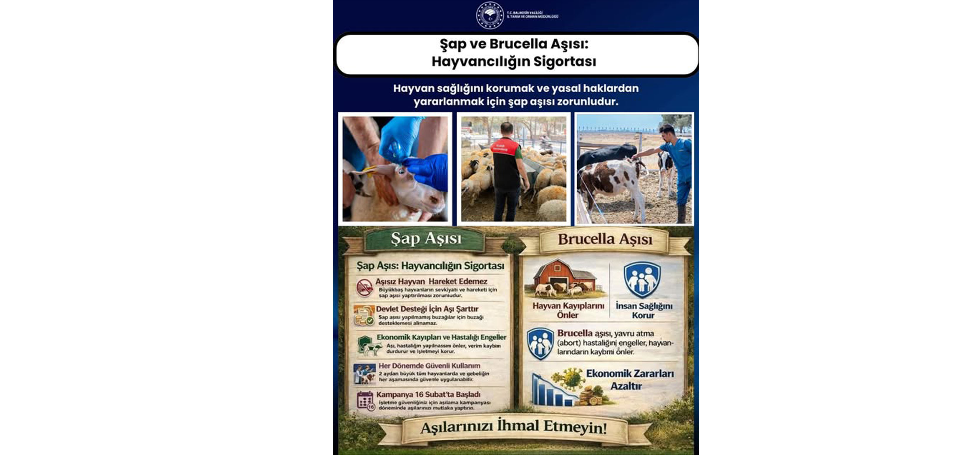 Şap ve Brucella Aşısı: Hayvancılığın Sigortası