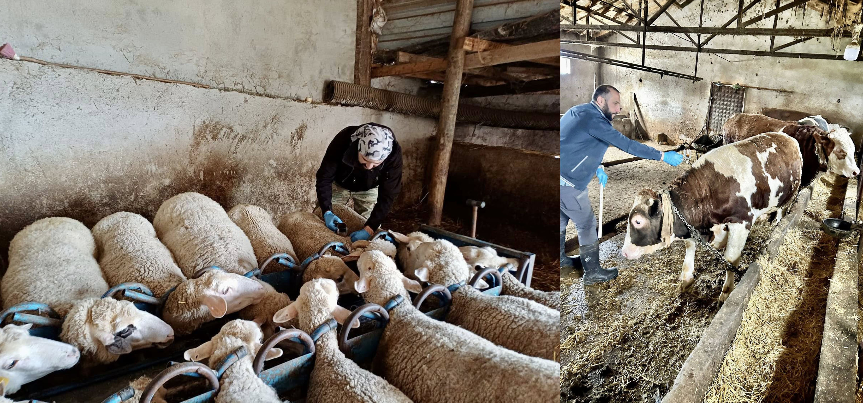 Sağlıklı Sürüler İçin Küpeleme ve Aşılama Çalışmalarımız Titizlikle Gerçekleştiriliyor