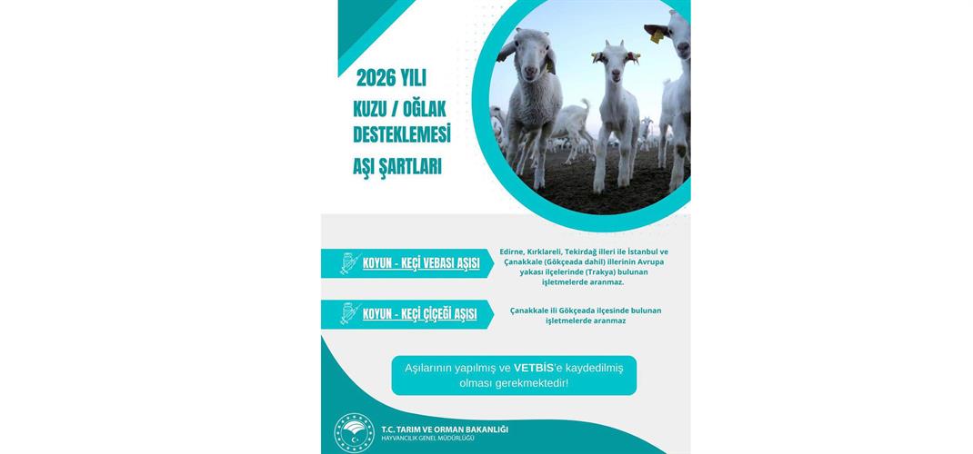 DUYURU: 2026 YILI KUZU VE OĞLAK DESTEKLEMESİ AŞI ŞARTLARI