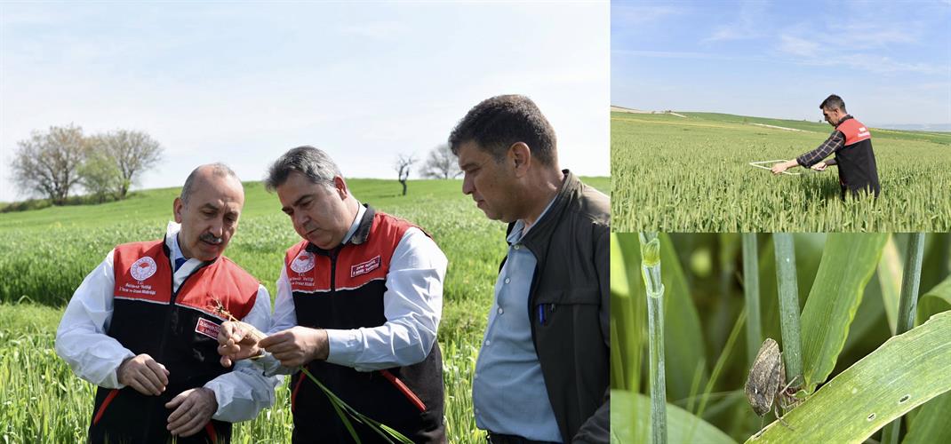 Balıkesir’de Süne İle Mücadele Çalışmaları Devam Ediyor